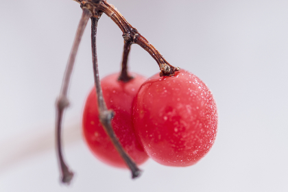 大赢家体育官方网站带你领略全球顶级赛事与赔率对比分析