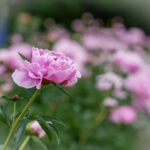 2025347期开奖结果公布最新中奖号码查询 t1x6a8ob82